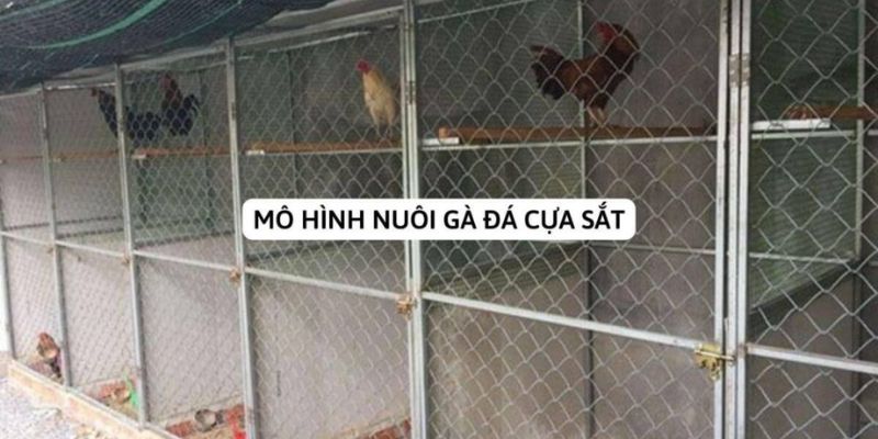 Tìm hiểu vài nét về mô hình nuôi gà đá cựa sắt hợp chuẩn